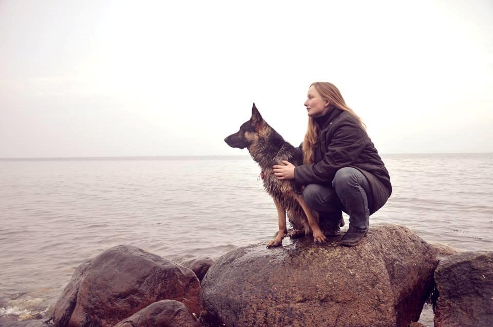Schæferhund Pascha billede 1