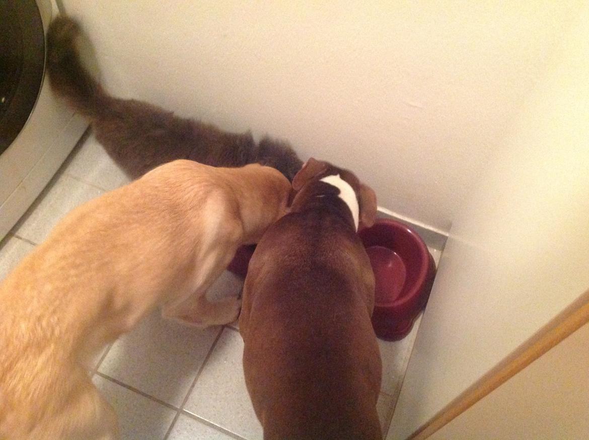 Labrador retriever Covo billede 17