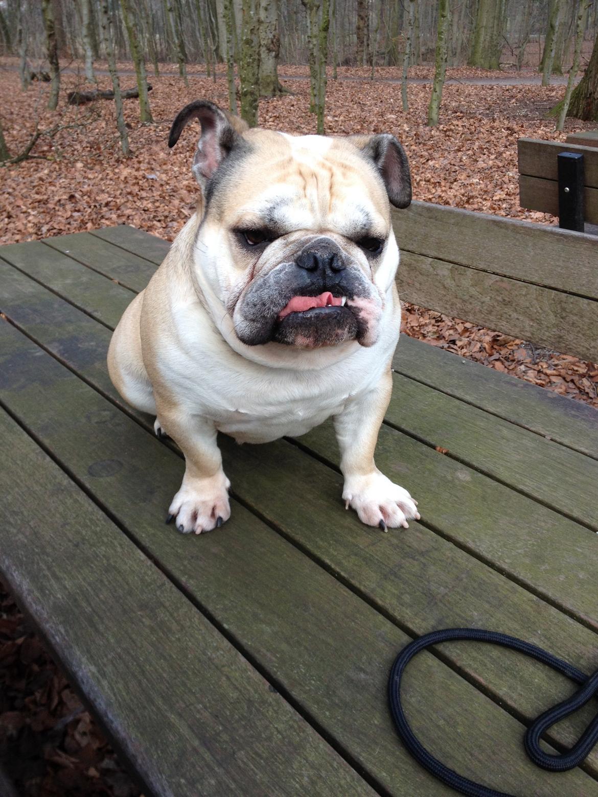 Engelsk bulldog Bertha RIP - Billeder af hunde - Uploaded af HrD