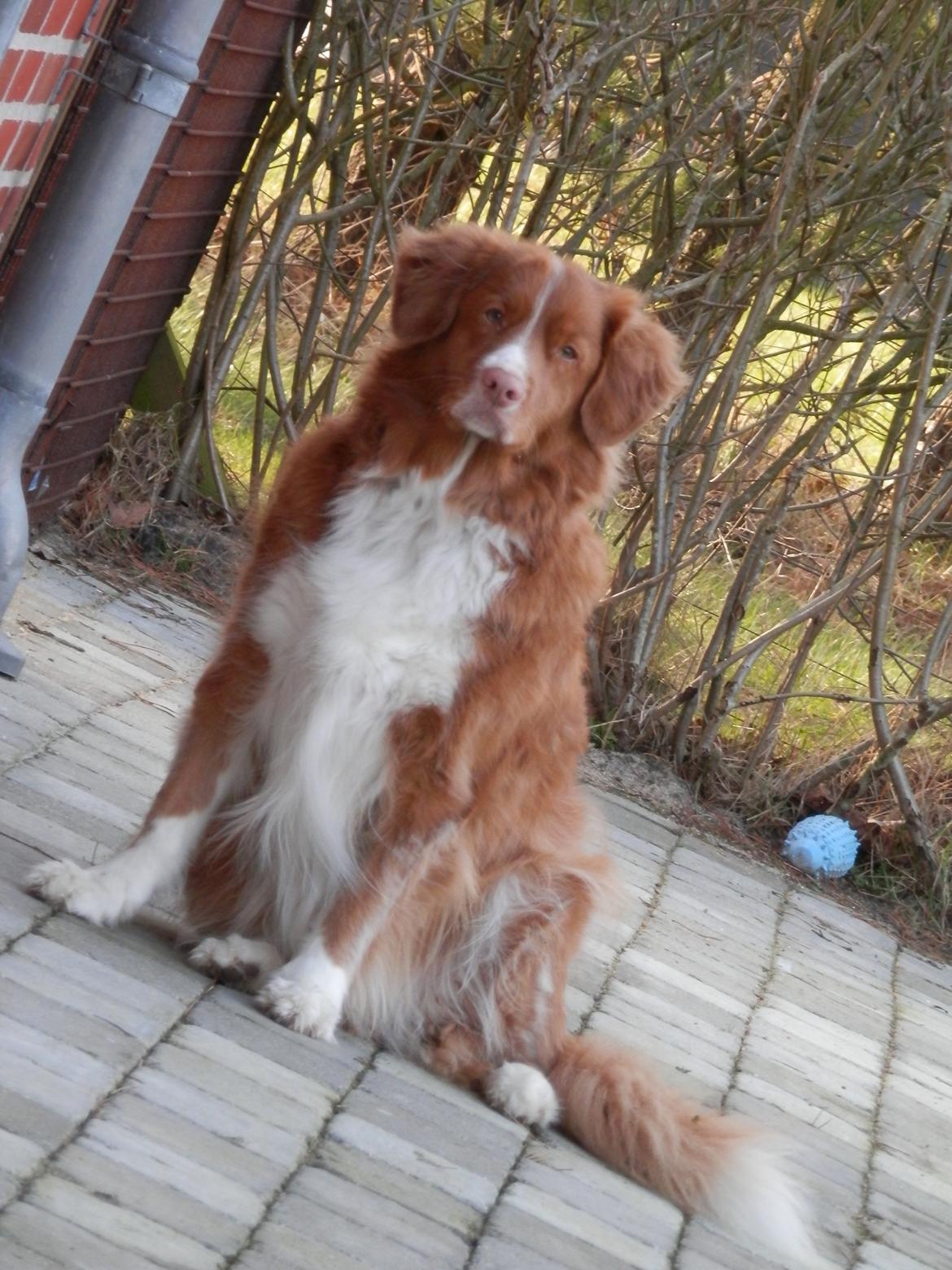 Nova scotia duck tolling retriever Leica billede 21