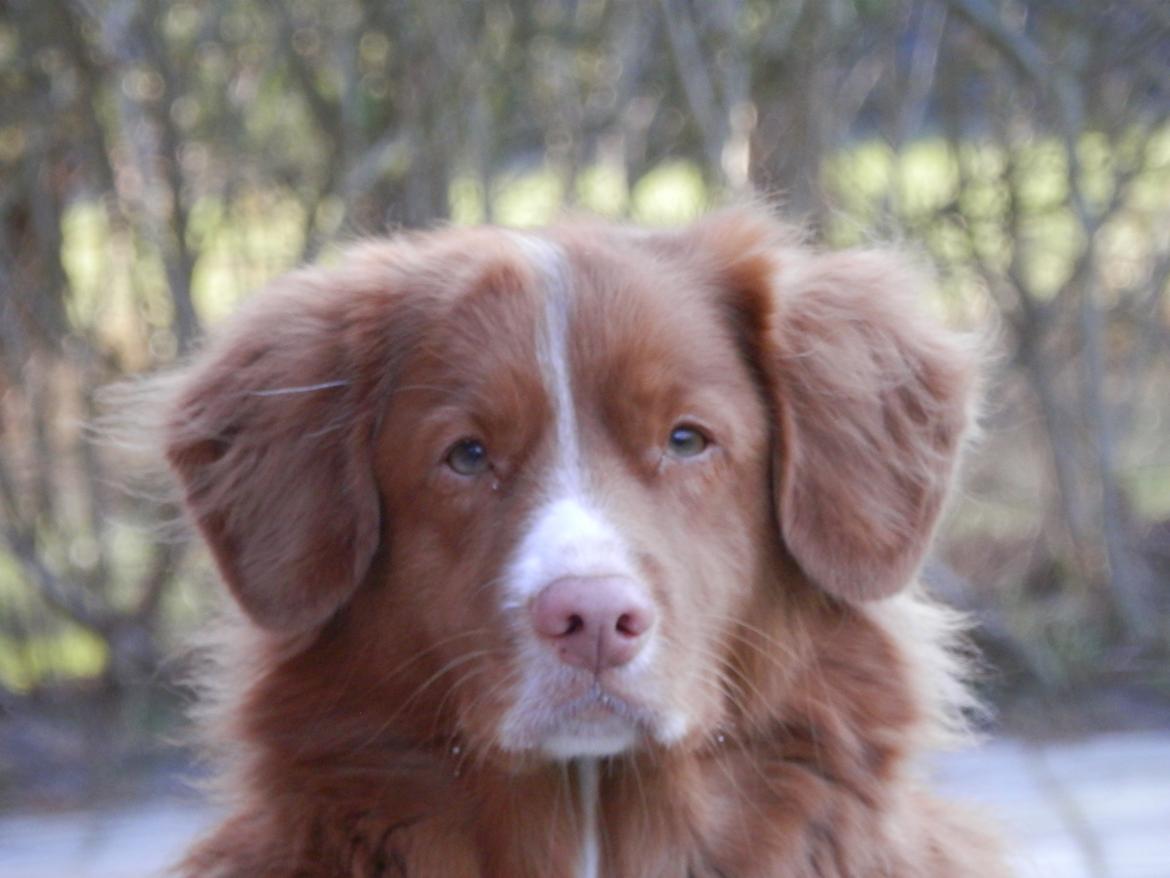 Nova scotia duck tolling retriever Leica billede 22