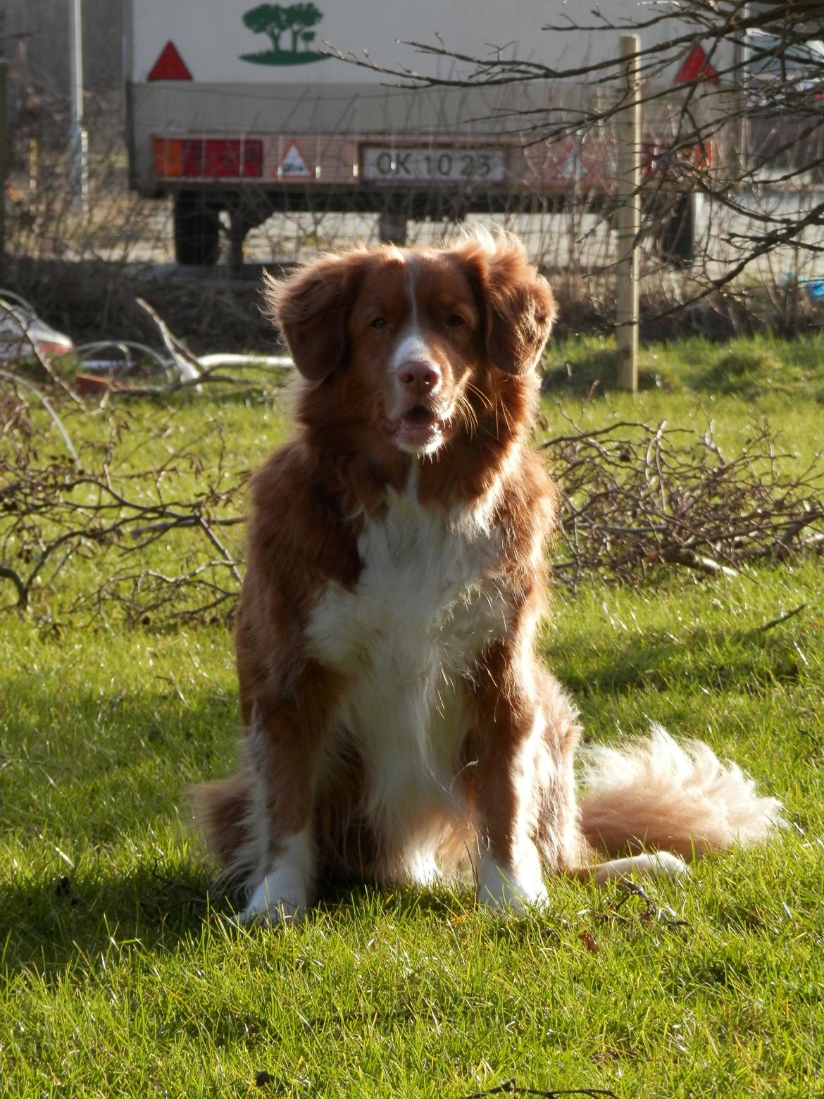 Nova scotia duck tolling retriever Leica billede 23