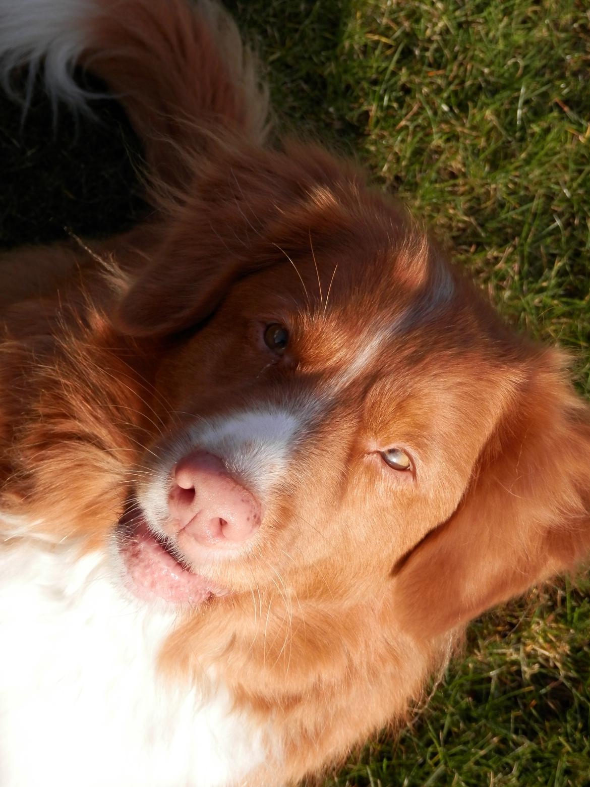 Nova scotia duck tolling retriever Leica billede 24