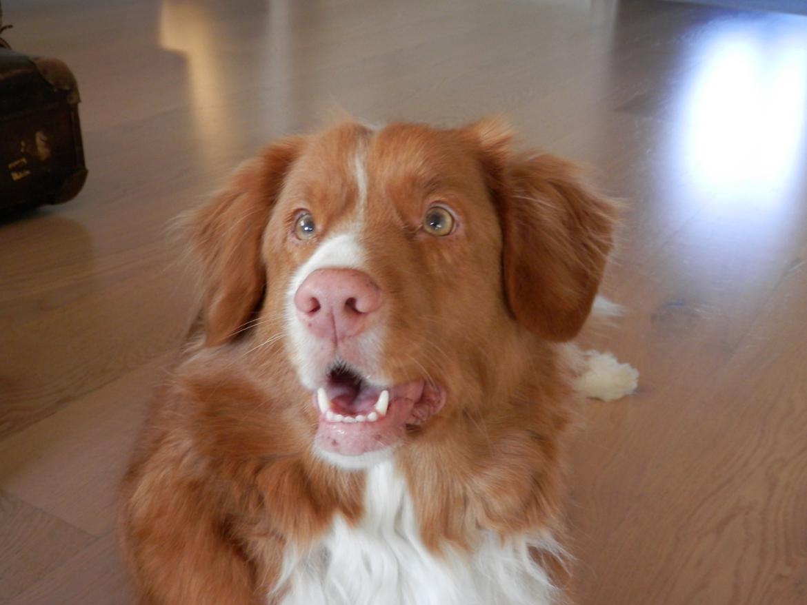 Nova scotia duck tolling retriever Leica billede 26