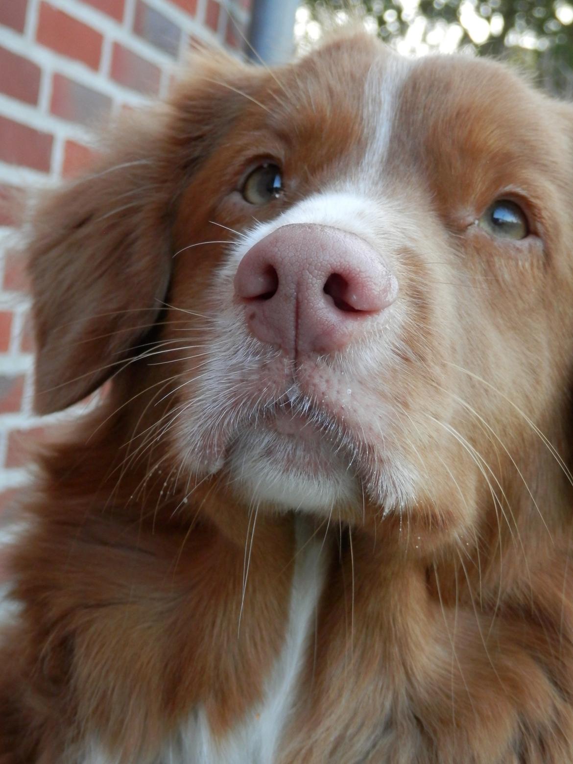 Nova scotia duck tolling retriever Leica billede 20