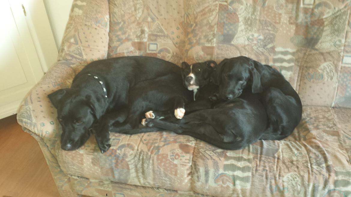 Labrador retriever Nala billede 2