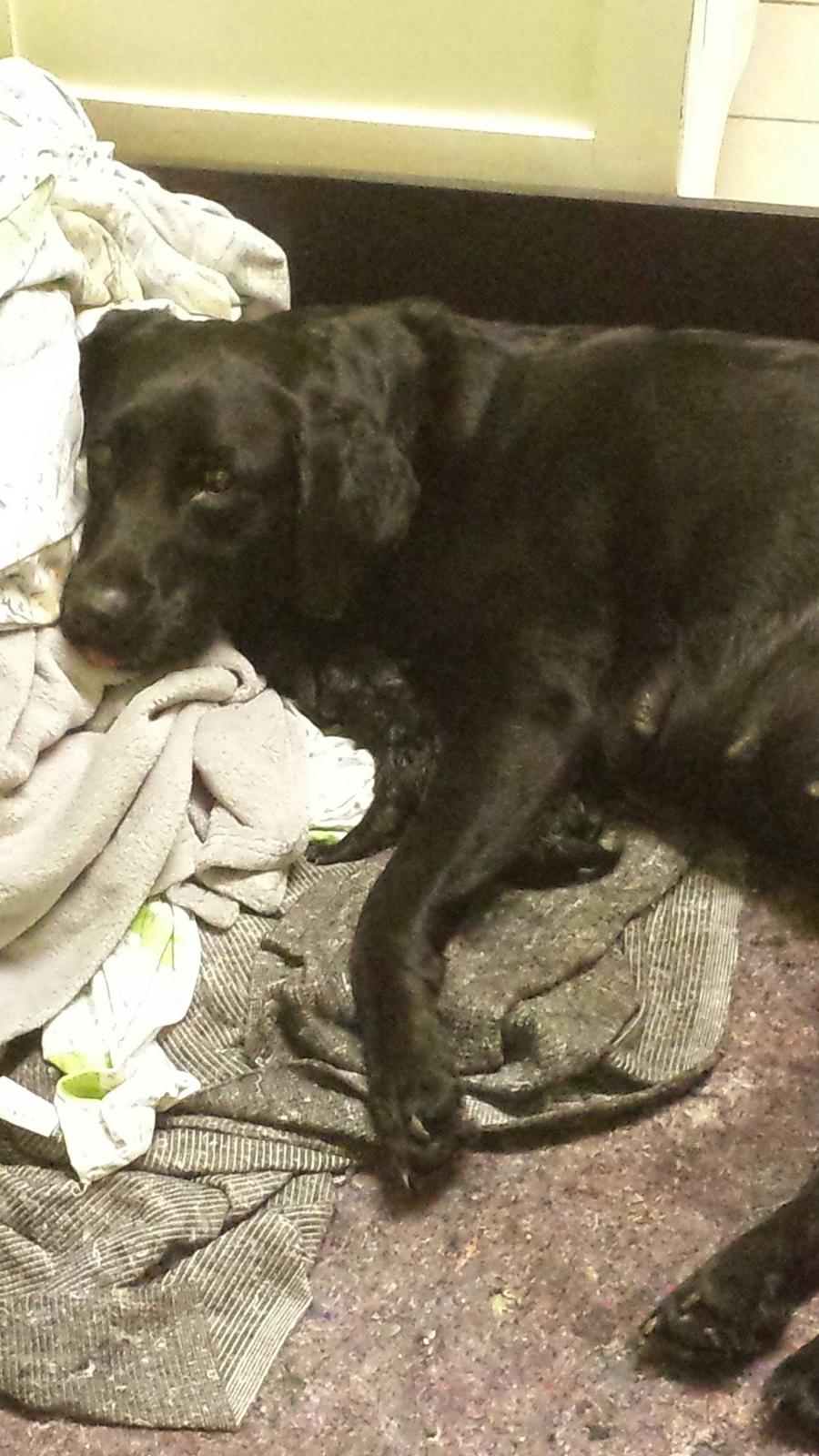 Labrador retriever Nala billede 1