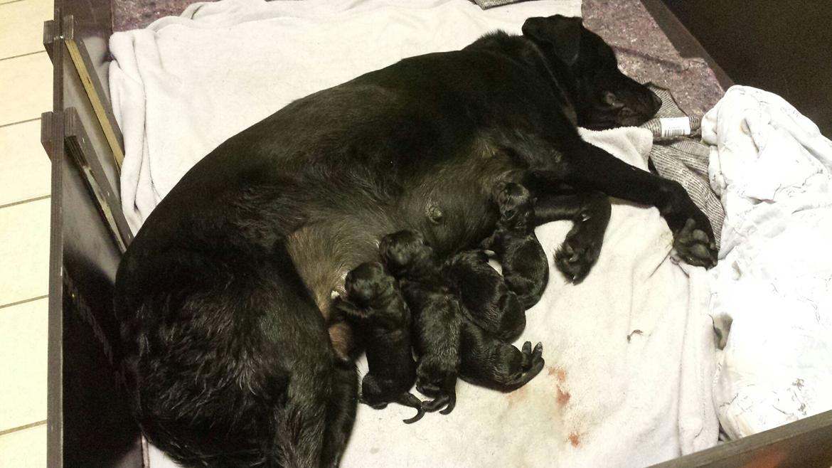 Labrador retriever Nala billede 3