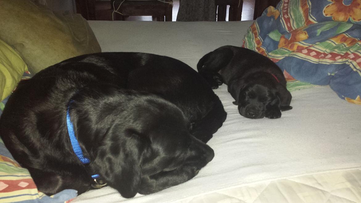 Labrador retriever Nala billede 4