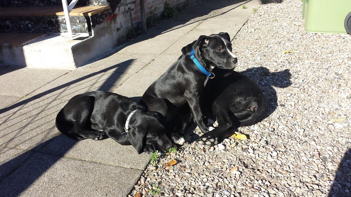 Labrador retriever Nala billede 5