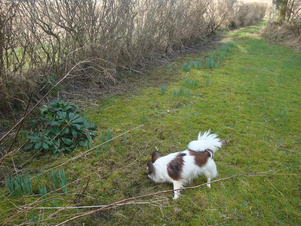 Papillon Jeanne d`Archs Victoria kaldet Vicky billede 21