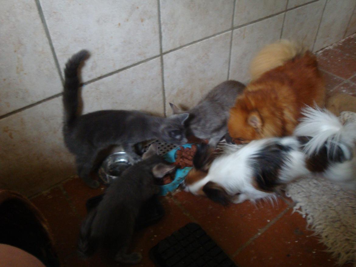 Papillon Jeanne d`Archs Victoria kaldet Vicky billede 22