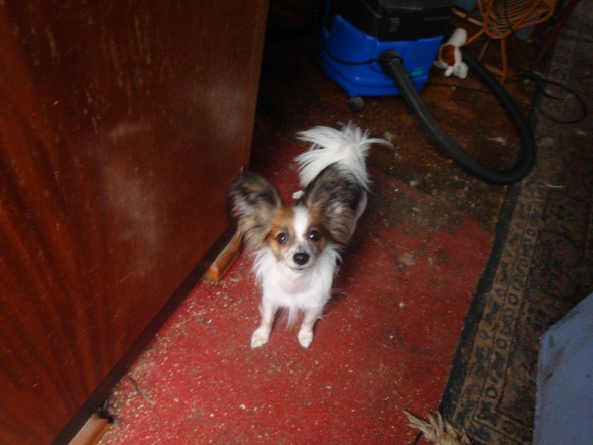 Papillon Jeanne d`Archs Victoria kaldet Vicky billede 23