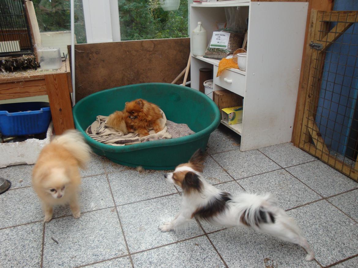 Papillon Jeanne d`Archs Victoria kaldet Vicky billede 2