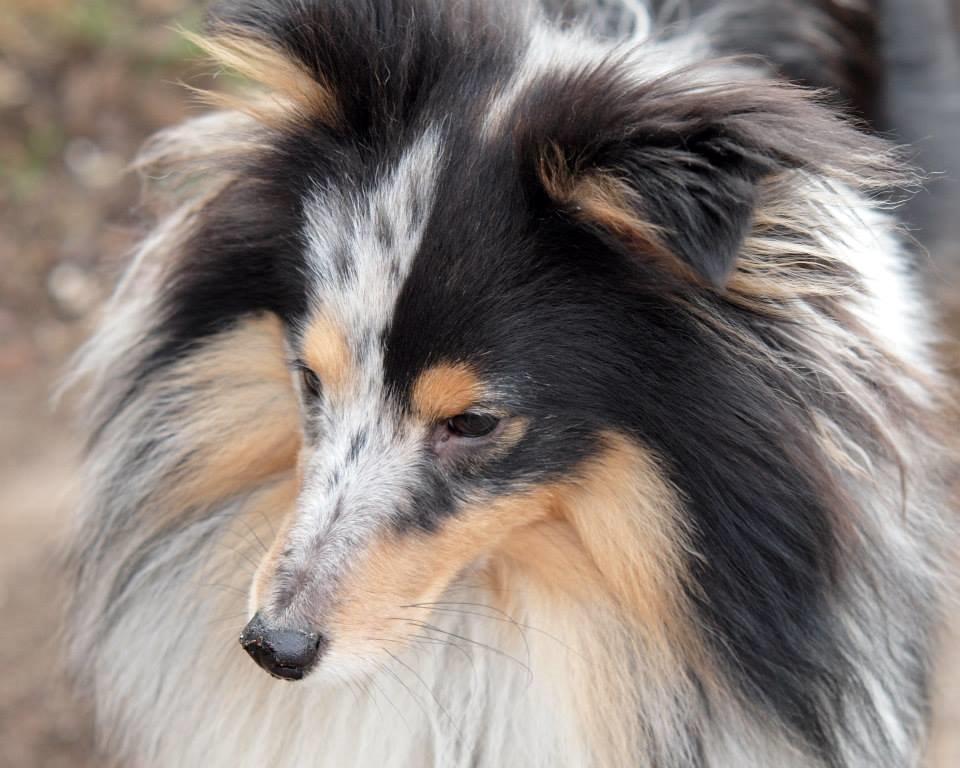 Shetland sheepdog Meeko - Close up af Meeko igen :) billede 9