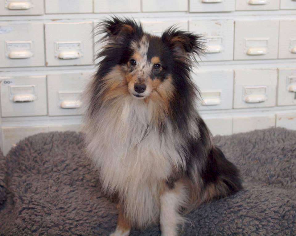 Shetland sheepdog Meeko - Taget af Kirsten <3 billede 6