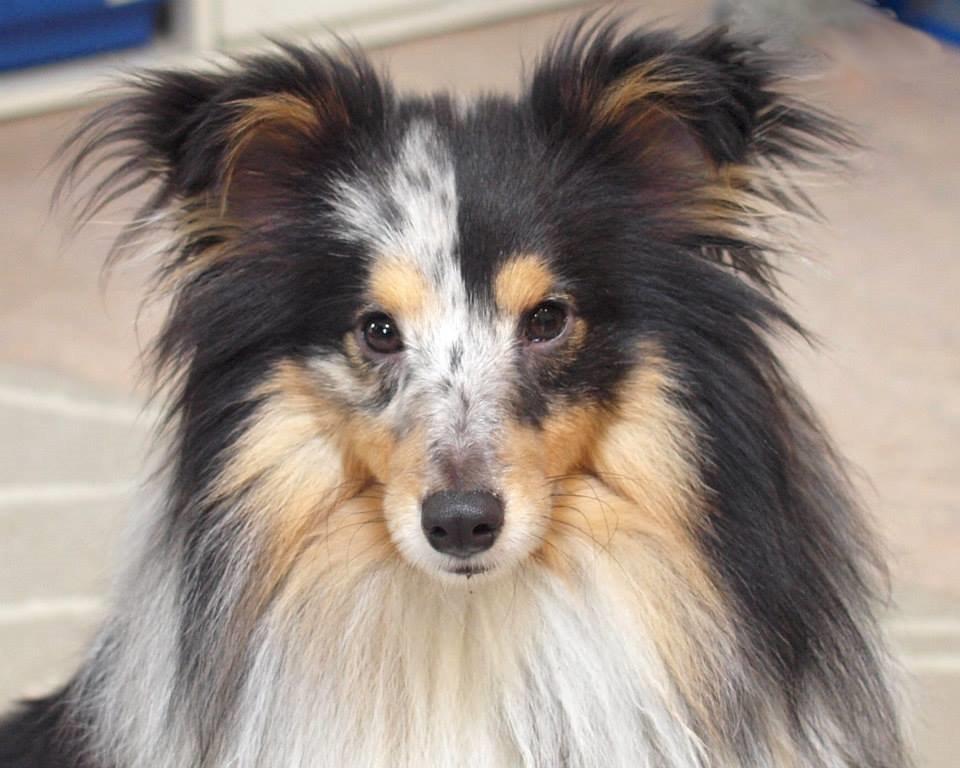 Shetland sheepdog Meeko - Close up af Kirsten :) billede 7