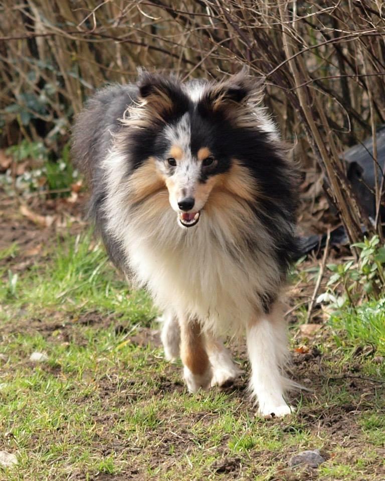 Shetland sheepdog Meeko - Taget af Kirsten <3 billede 5
