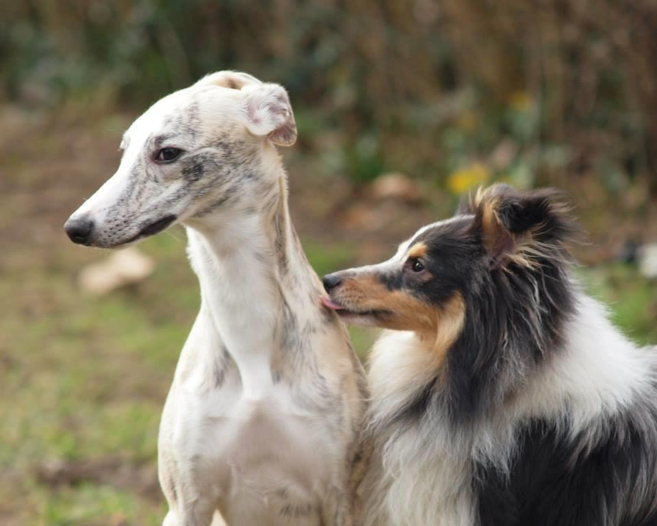 Shetland sheepdog Meeko - Meeko & Yota <3 Han var meget betaget af både hende og Ghini billede 8
