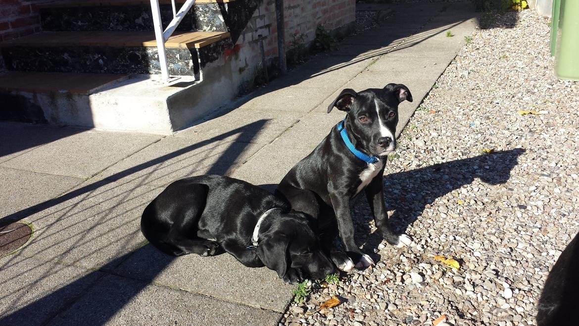 Blanding af racer Bella billede 2