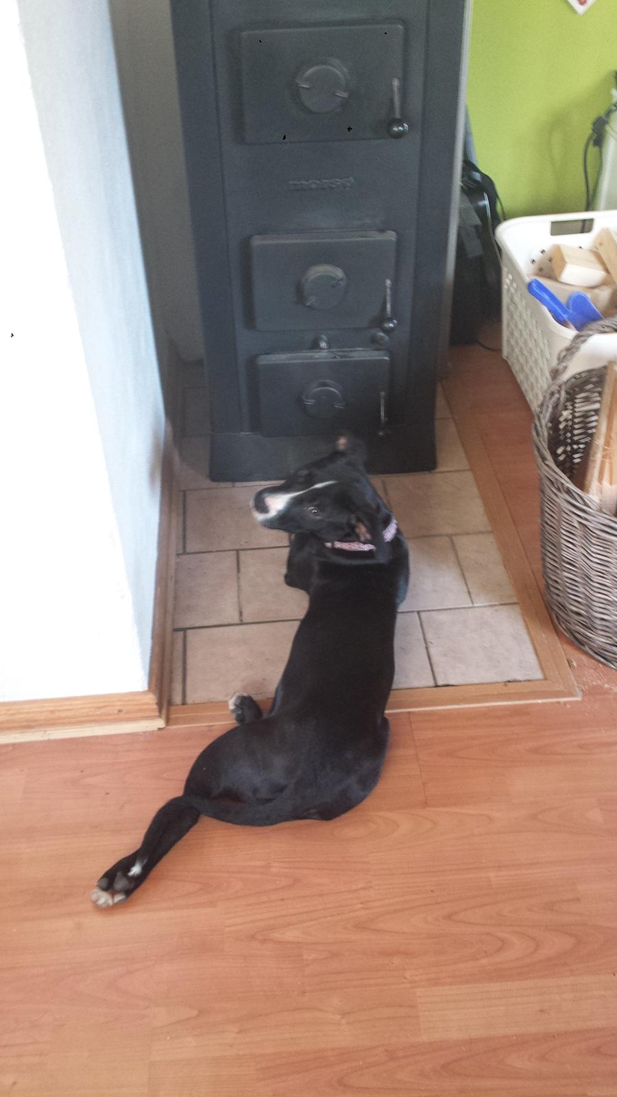 Blanding af racer Bella billede 1