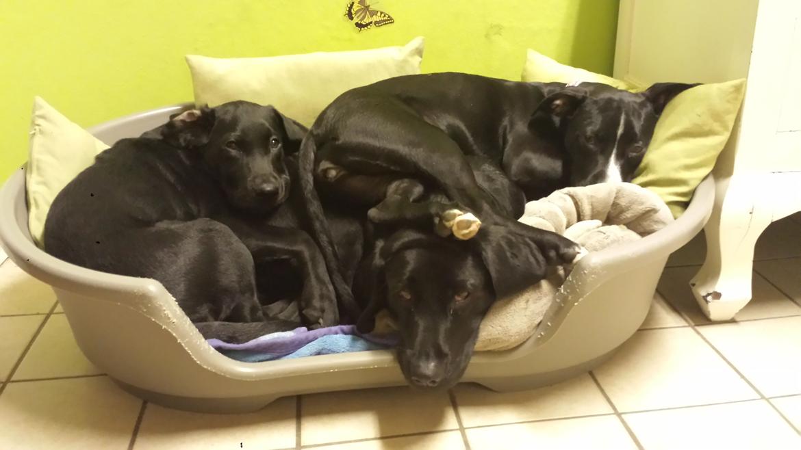 Blanding af racer Bella billede 4