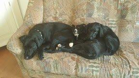 Blanding af racer Bella billede 5