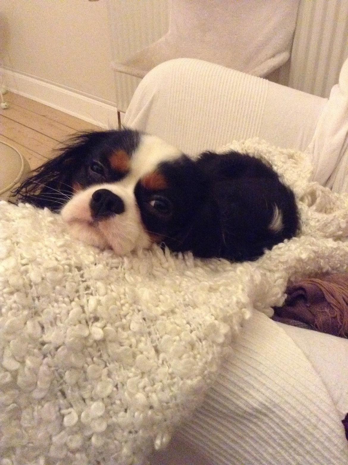 Cavalier king charles spaniel Jamie (himmelhund) billede 1