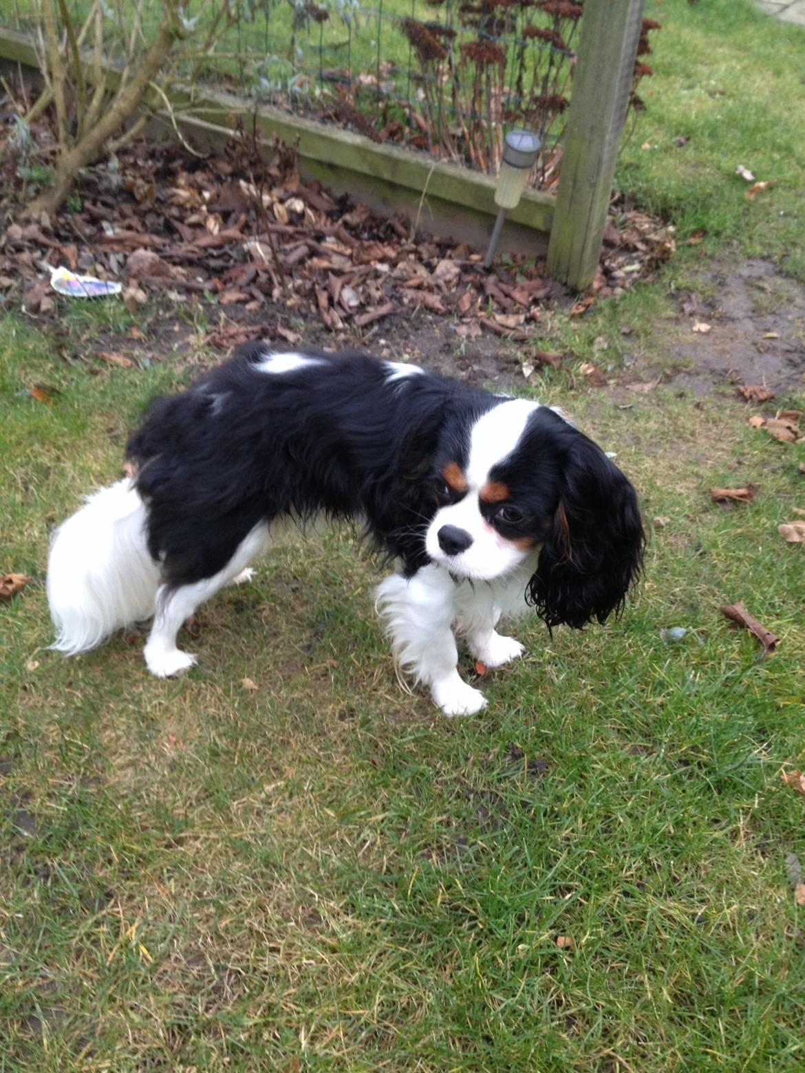 Cavalier king charles spaniel Jamie (himmelhund) billede 2