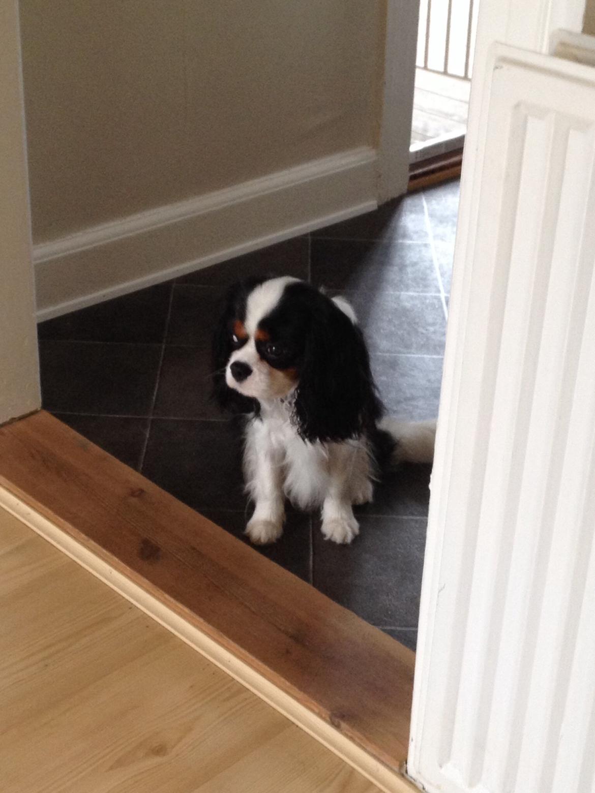 Cavalier king charles spaniel Jamie (himmelhund) billede 3