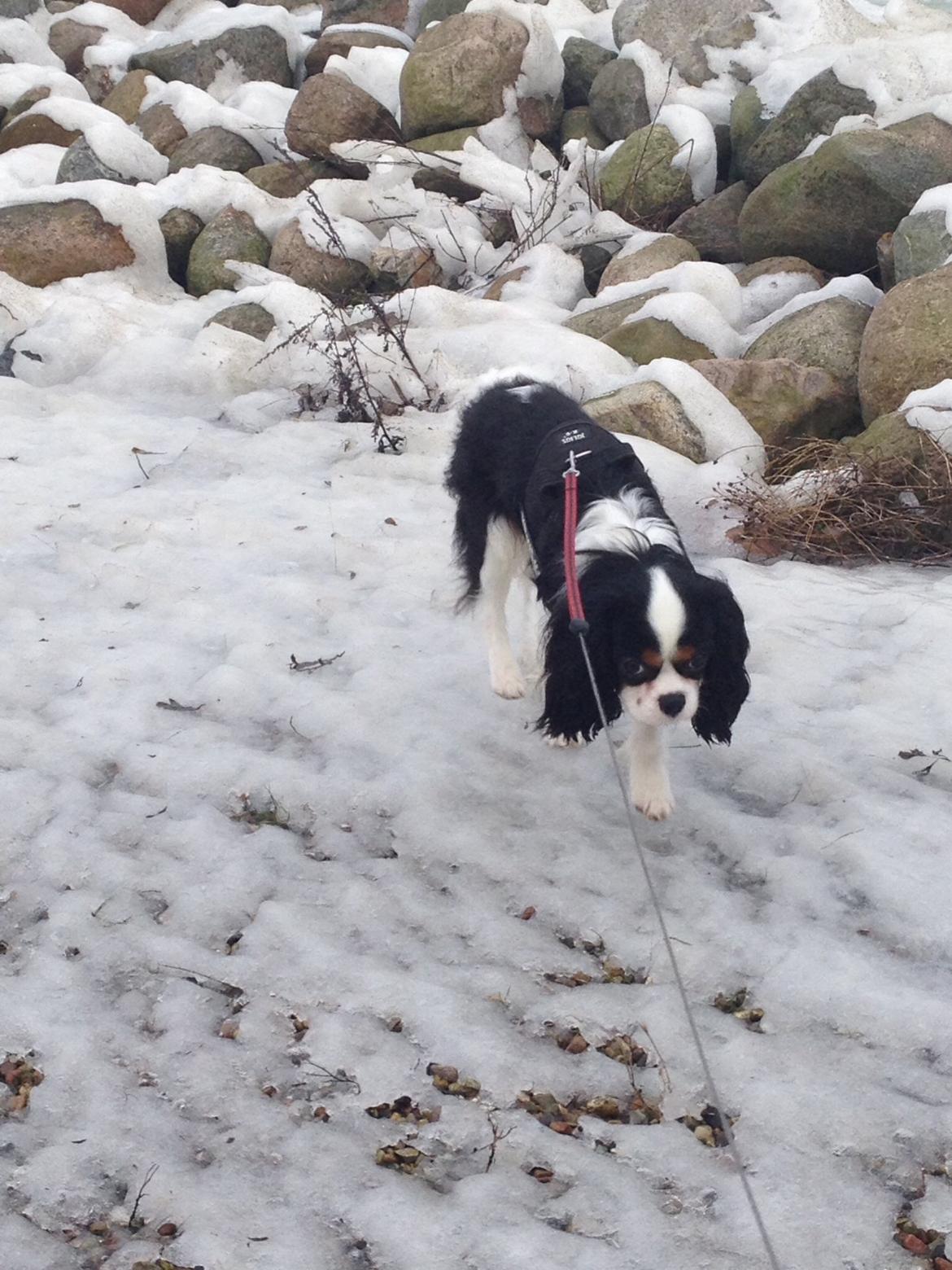 Cavalier king charles spaniel Jamie (himmelhund) billede 4