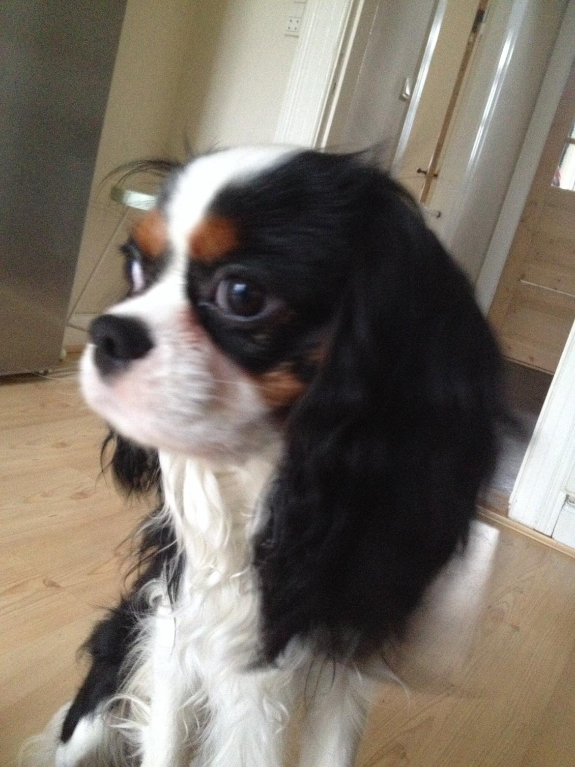 Cavalier king charles spaniel Jamie (himmelhund) billede 5