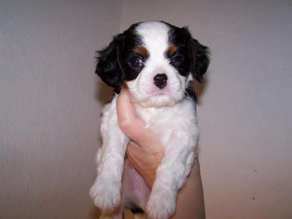 Cavalier king charles spaniel Jamie (himmelhund) billede 6