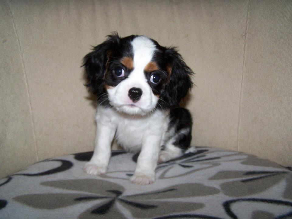 Cavalier king charles spaniel Jamie (himmelhund) billede 7