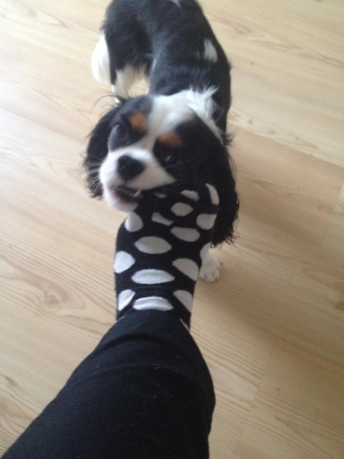 Cavalier king charles spaniel Jamie (himmelhund) billede 8