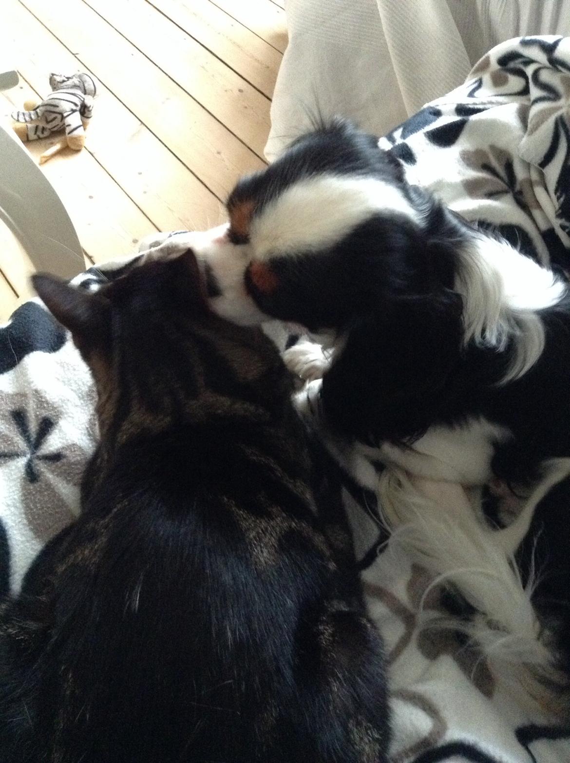 Cavalier king charles spaniel Jamie (himmelhund) billede 9