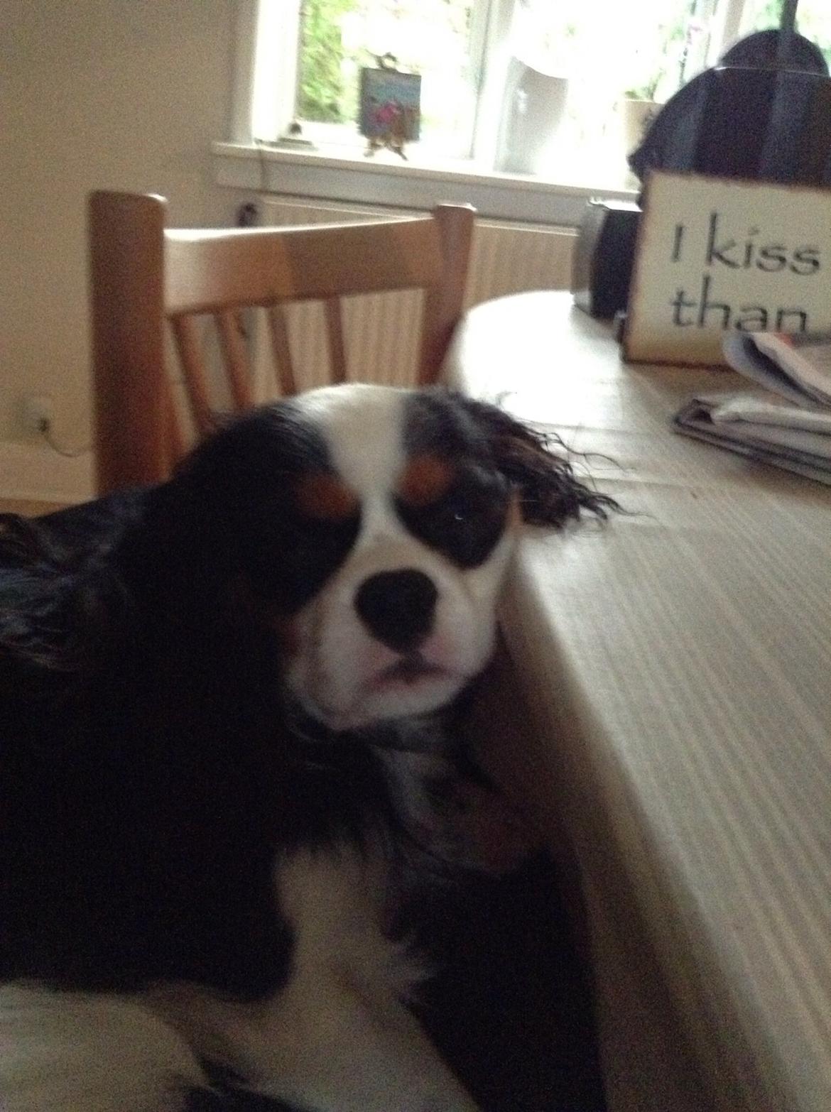 Cavalier king charles spaniel Jamie (himmelhund) billede 10