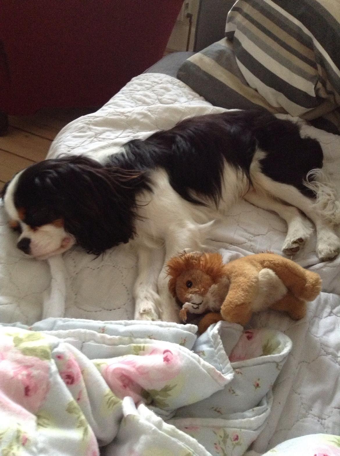 Cavalier king charles spaniel Jamie (himmelhund) billede 11