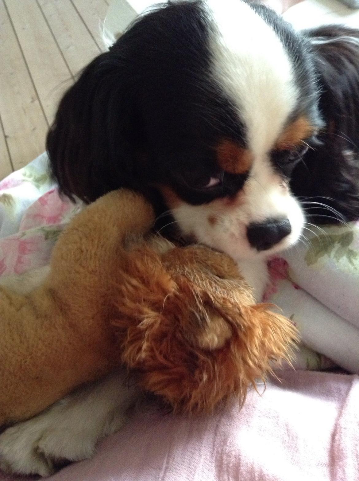 Cavalier king charles spaniel Jamie (himmelhund) billede 12