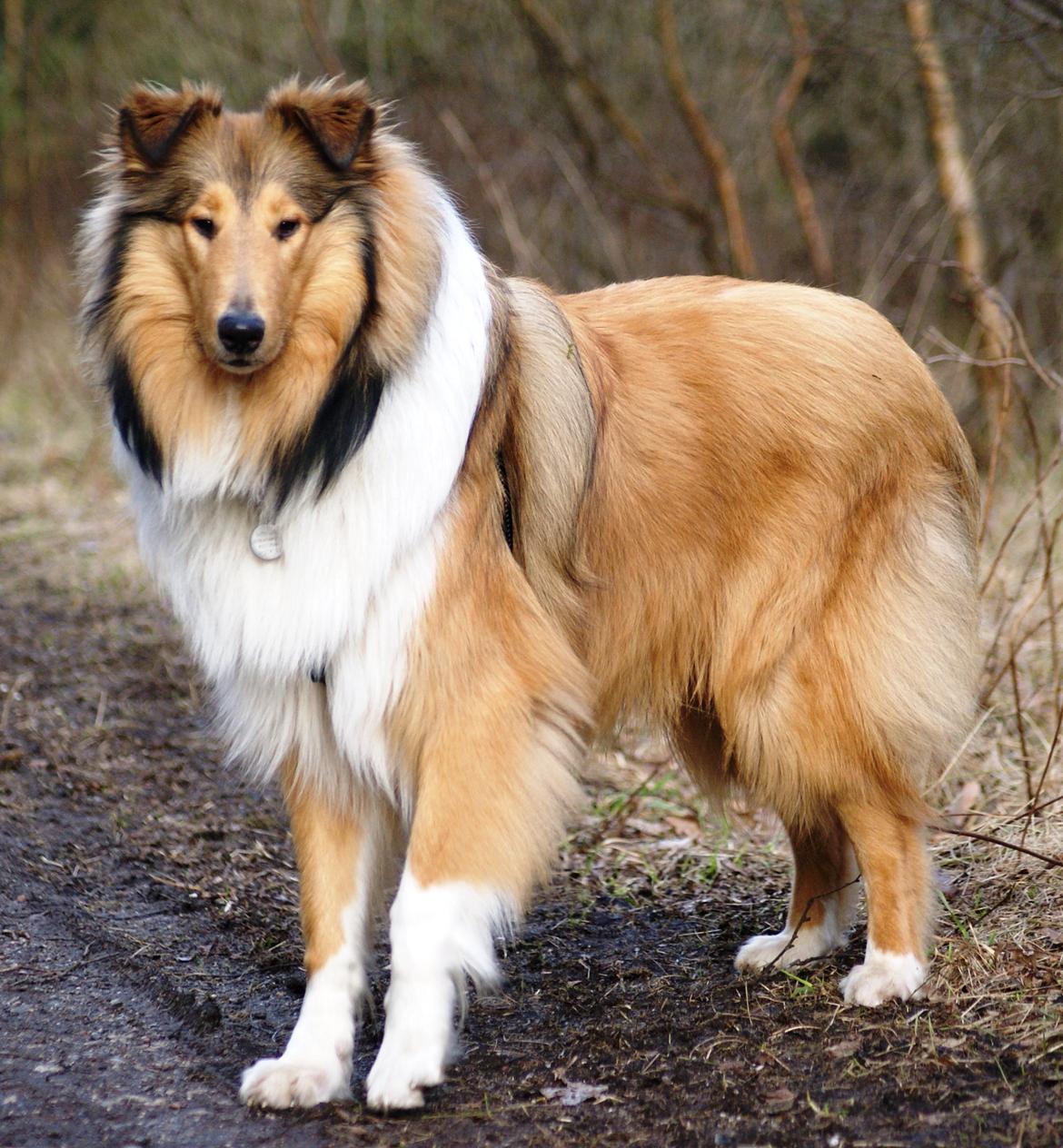 Collie langhåret Ebony Moor´s Charismatic Cato - Cato 9½ mdr gammel billede 23