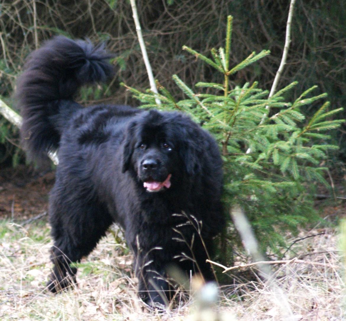 Newfoundlænder Munkevang Fenris - Noa d. 08.03.2014 billede 16