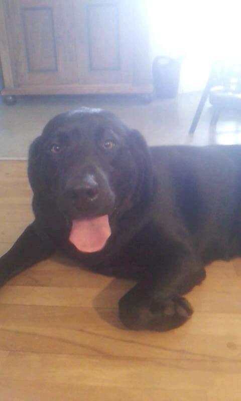 Labrador retriever Zulu billede 6