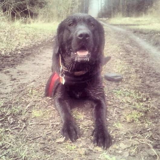 Labrador retriever Zulu billede 1