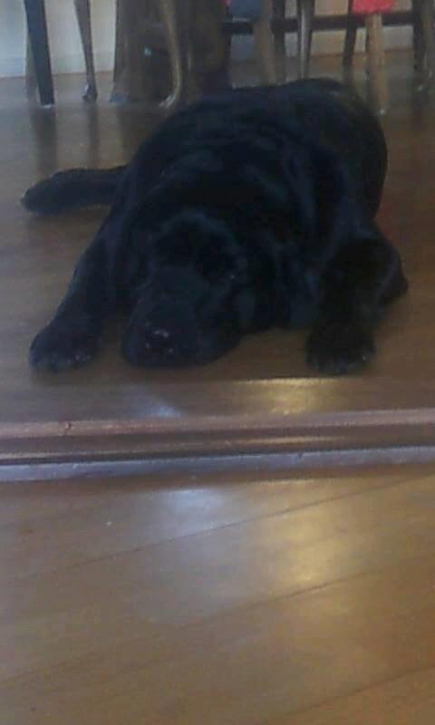 Labrador retriever Zulu billede 8