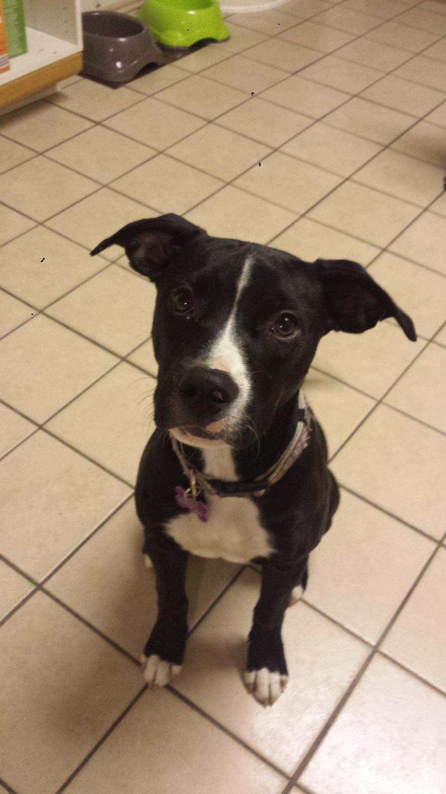 Blanding af racer Bella billede 6