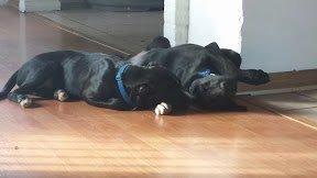 Blanding af racer Bella billede 7