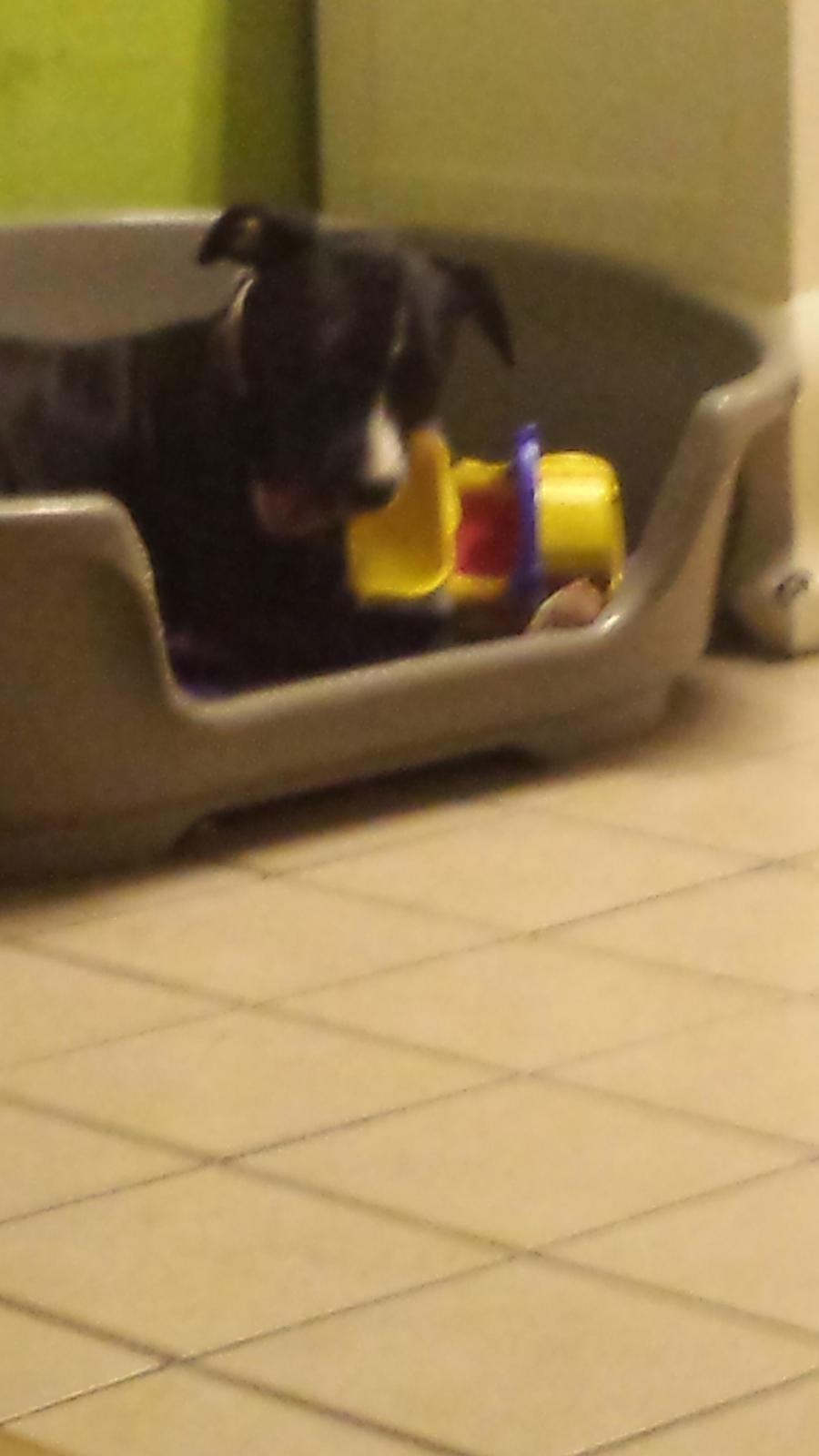 Blanding af racer Bella billede 8