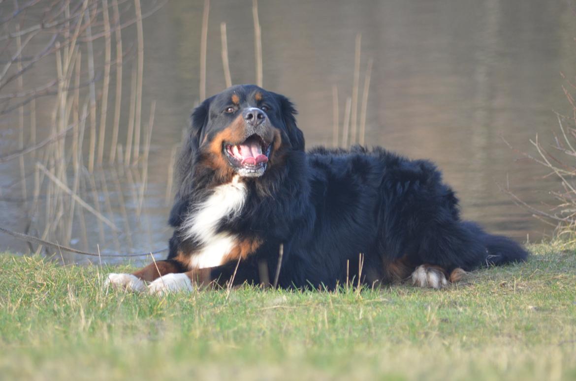 Berner sennenhund Bernerflokken Basil - Min smukke basse ved søen. :-) billede 27
