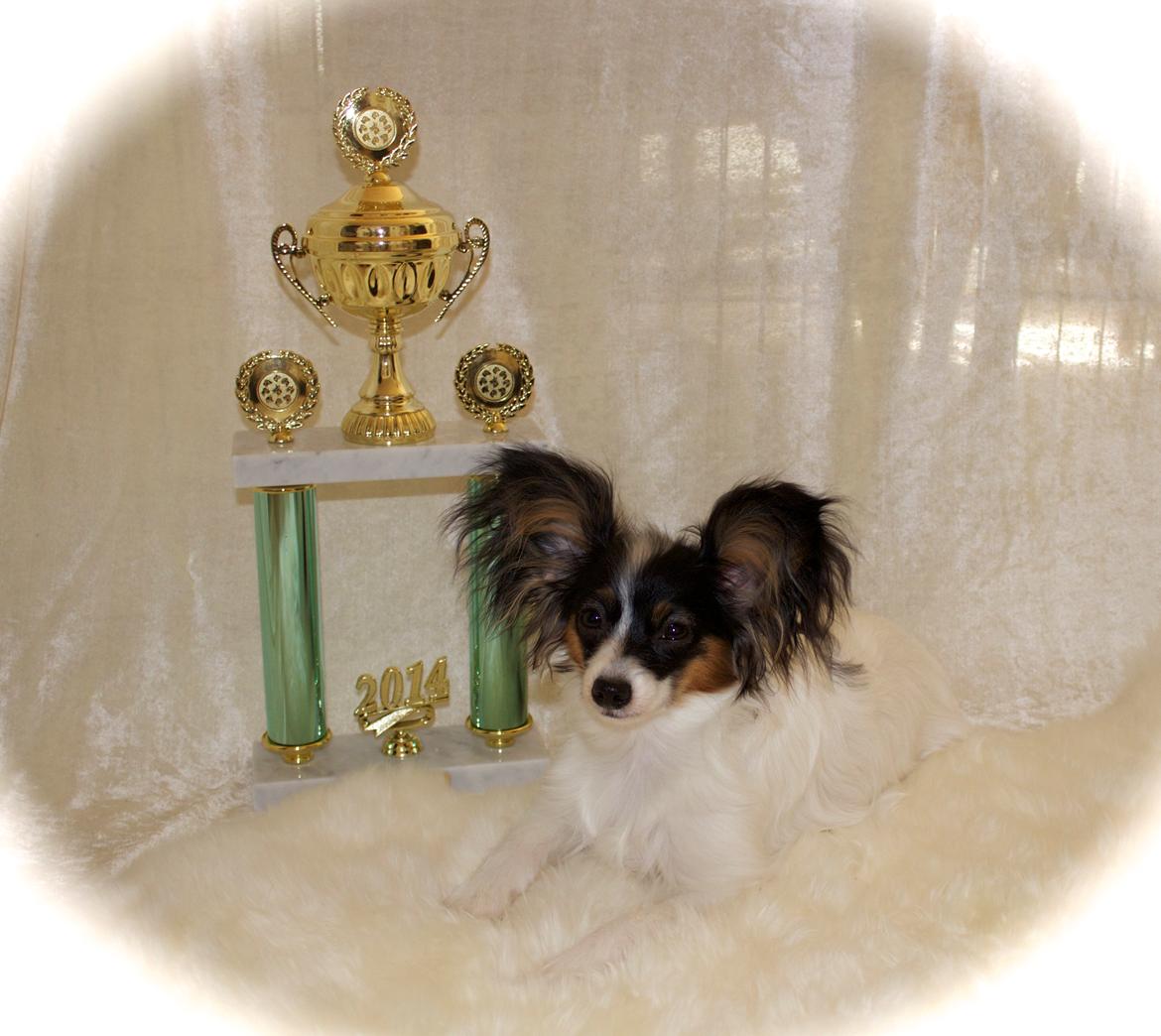 Papillon Flowerbirds Zia Be My Beauty - Jubilæumsudstilling 8/3-14. Zia blev "Hvalpe Champion". billede 6