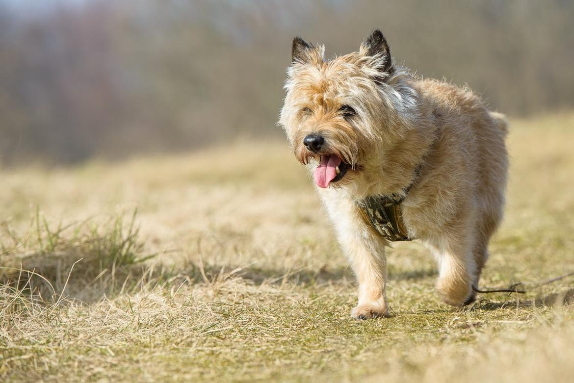Cairn terrier Ebbe billede 8